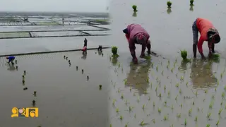 ঠান্ডা আর কুয়াশার বিড়ম্বনায় নওগাঁর চাষিরা